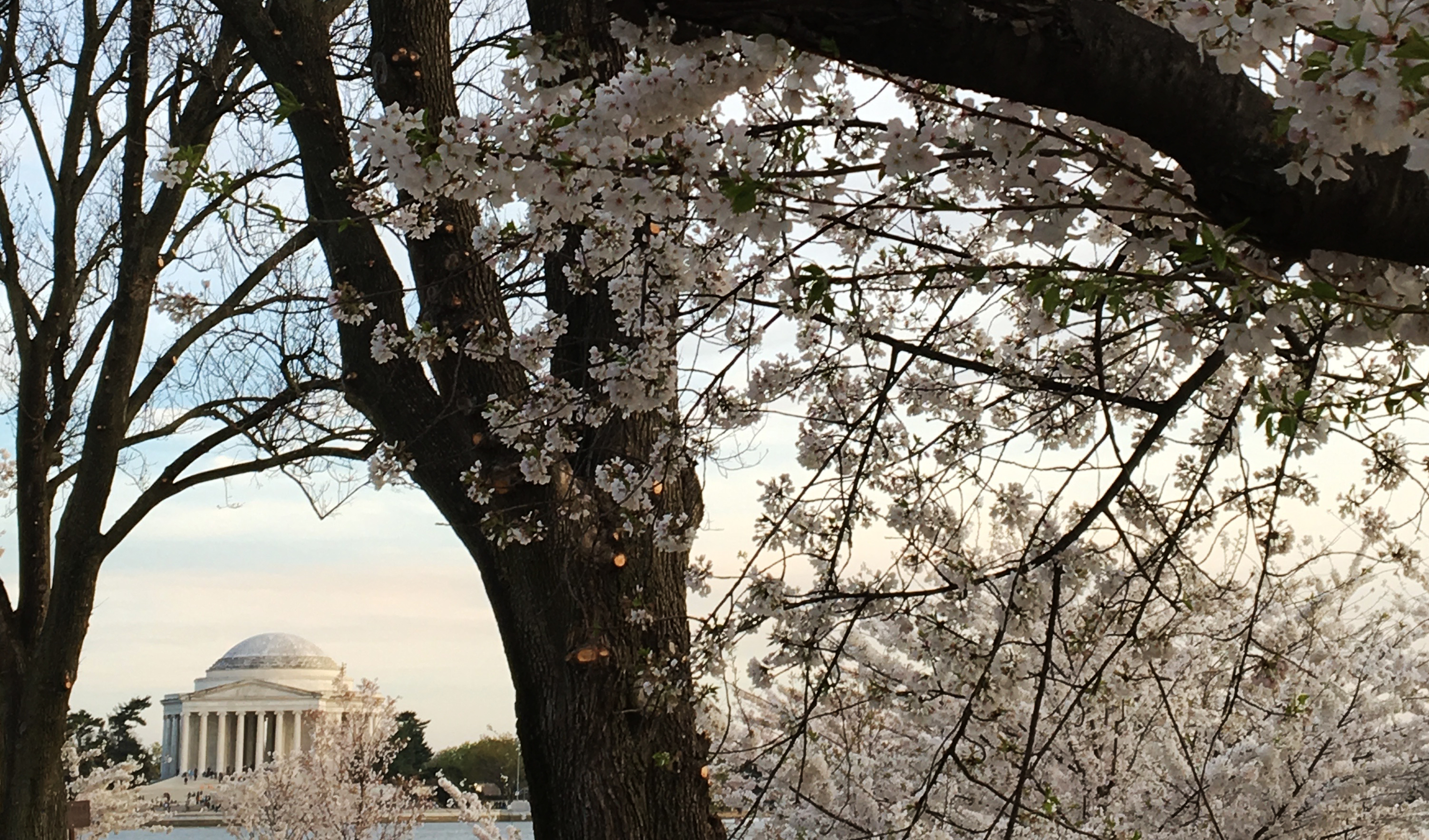 Cherry Trees & Jefferson Memorial