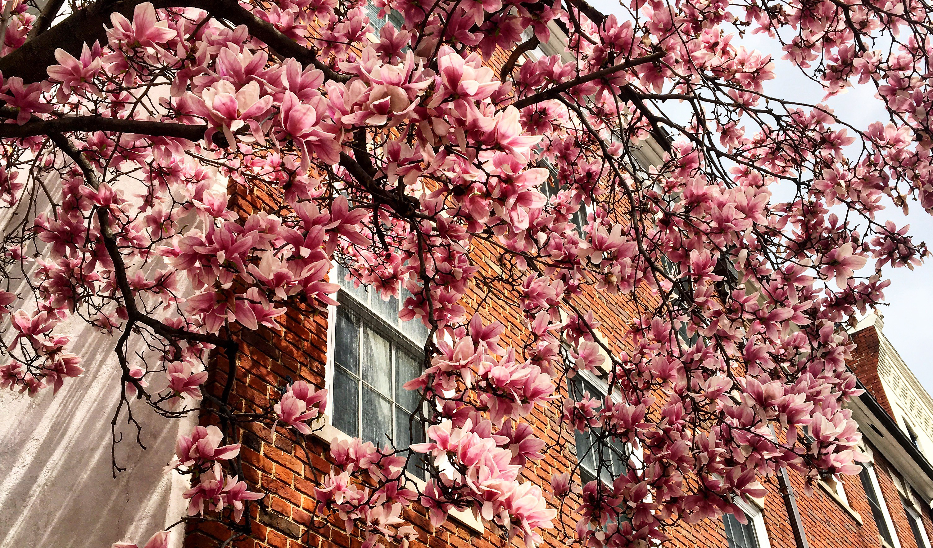 j'en profite pour vous montrer le printemps incroyable à Washington DC