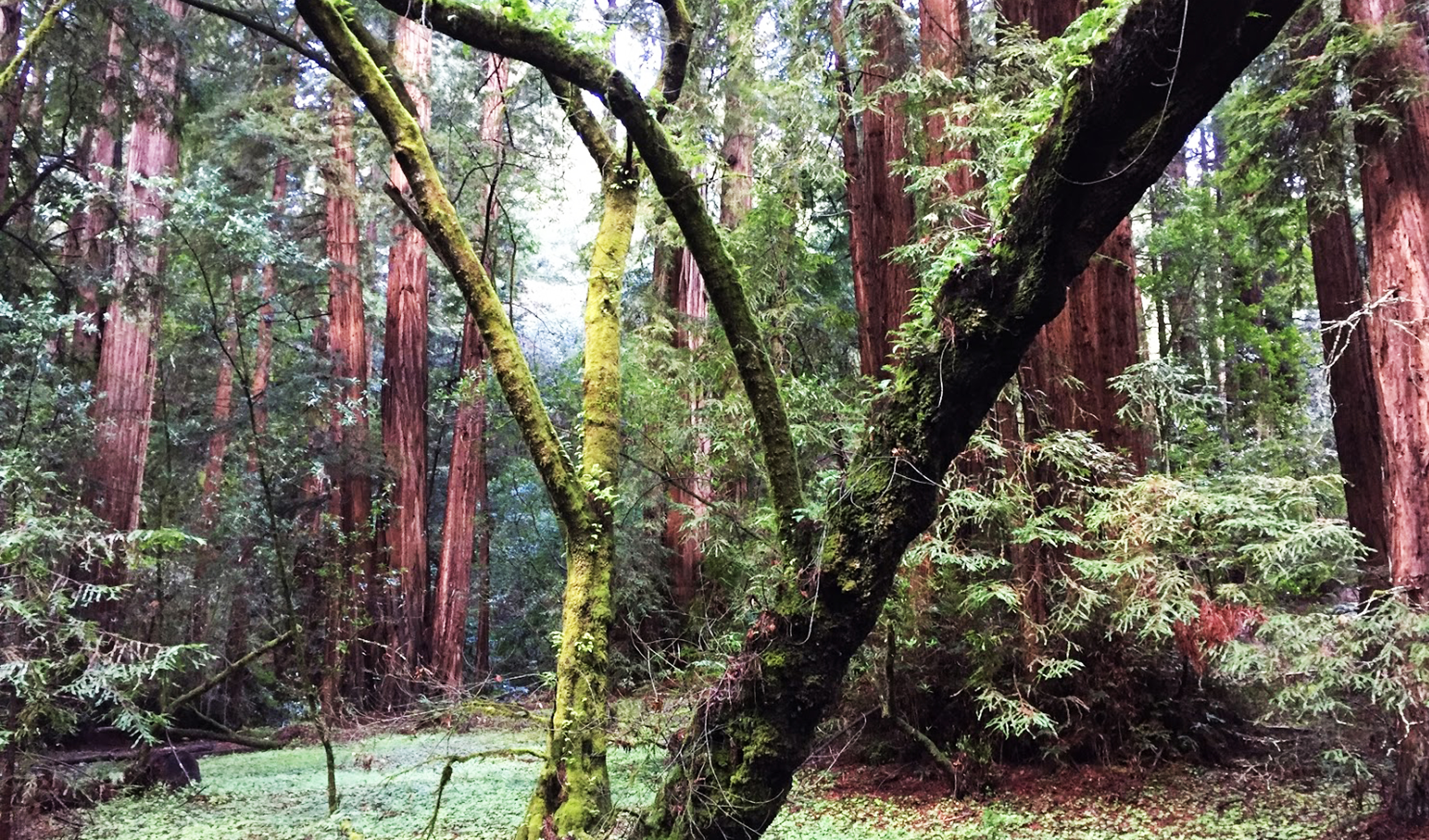 Sequoias géants à Muir Woods park