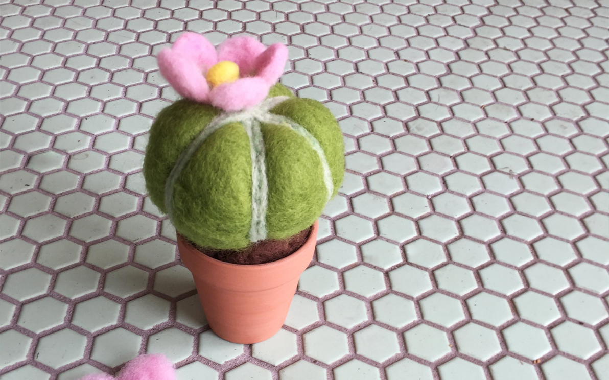 Cactus feutré